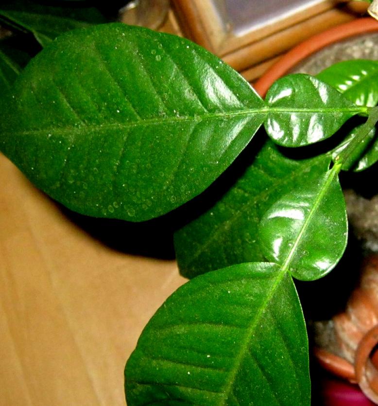 small shaddock، forbidden fruit